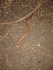 Eryx whitakeri