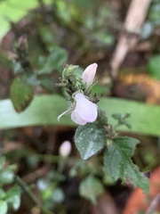 Isoglossa glandulosissima