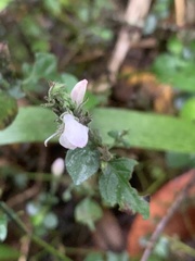 Isoglossa glandulosissima