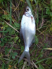 Blicca bjoerkna