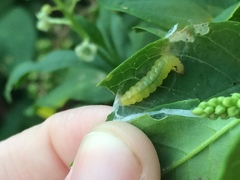 Psara dryalis