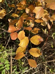 Betula pumila