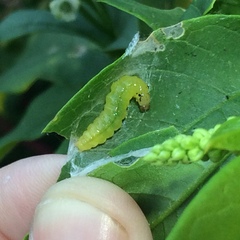 Psara dryalis