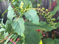 Psara dryalis
