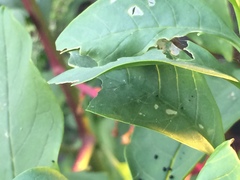 Psara dryalis