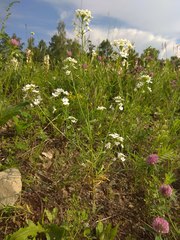 Dontostemon pinnatifidus