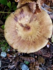 Armillaria mellea
