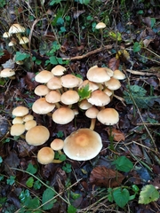 Hypholoma fasciculare