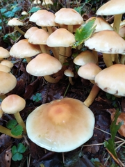 Hypholoma fasciculare