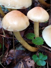 Hypholoma fasciculare