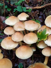 Hypholoma fasciculare