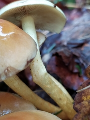 Hypholoma fasciculare