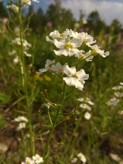 Dontostemon pinnatifidus