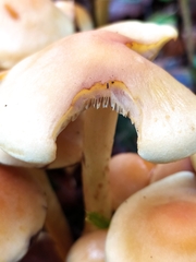 Hypholoma fasciculare