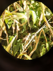 Phaethornis eurynome