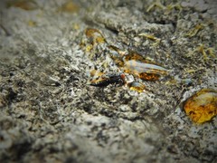Pseudotephritis vau