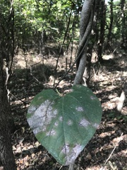 Aristolochia tomentosa