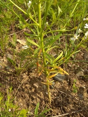 Dontostemon pinnatifidus