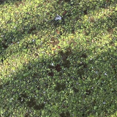 Azolla caroliniana