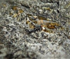 Pseudotephritis vau
