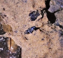 Ellipes minuta