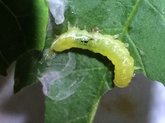 Psara dryalis