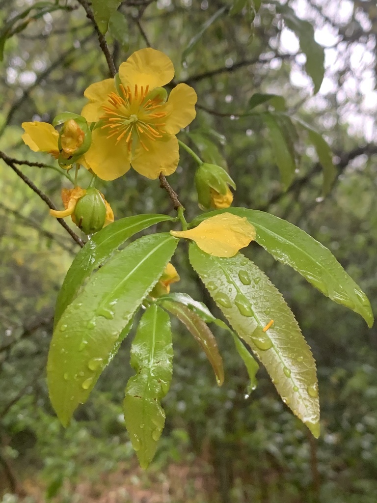 Ochna atropurpurea (Ochna atropurpurea)