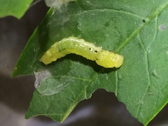 Psara dryalis