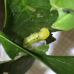 Psara dryalis