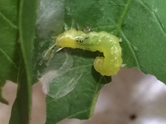 Psara dryalis