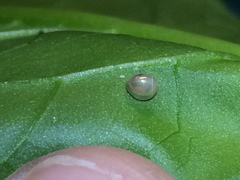 Acanthocephala femorata