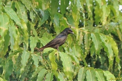 Dicrurus macrocercus