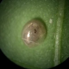 Acanthocephala femorata