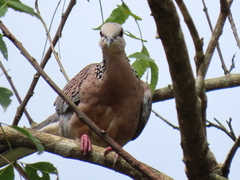 Streptopelia chinensis