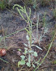 Chenopodium acuminatum