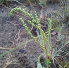 Chenopodium acuminatum