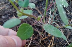 Chenopodium acuminatum