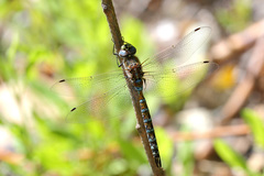 Rhionaeschna diffinis