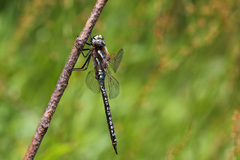 Rhionaeschna diffinis