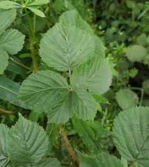 Rubus hindii
