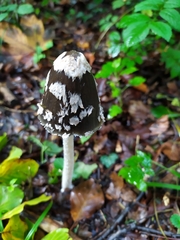 Coprinopsis picacea