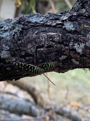 Placosternus difficilis