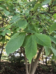 Dirca palustris