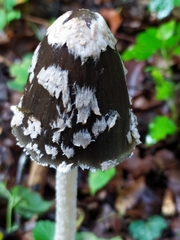 Coprinopsis picacea