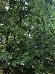 Dirca palustris