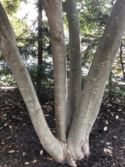 Dirca palustris
