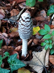 Coprinopsis picacea