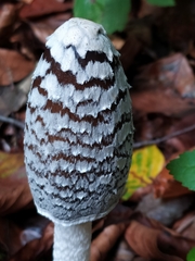 Coprinopsis picacea