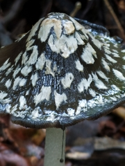 Coprinopsis picacea