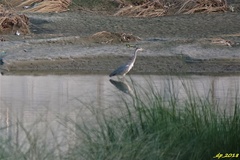 Ardea cinerea